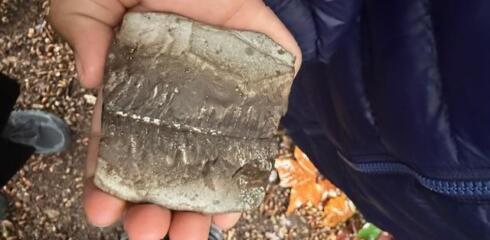 WHJUN – Year 6 Explore Evolution and Adaptation at Kew Gardens