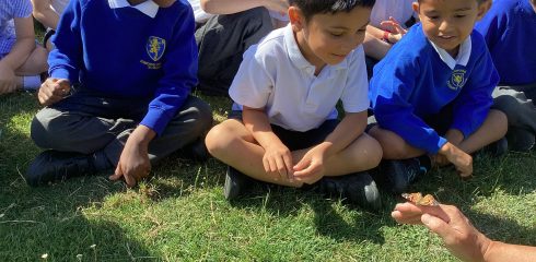 ATW Reception news – Superworm, butterflies and froglets