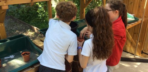 CYP Upper: The Great Sunflower Showdown!