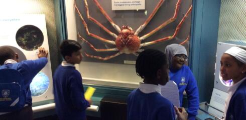 Year 6 at EPS learn about evolution!