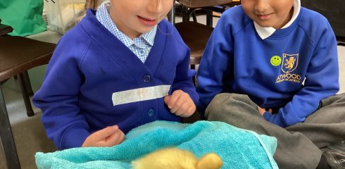 ATW Reception News – ducks, ducks and more ducks!