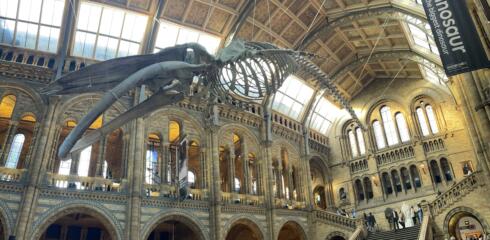 Year 6 visit the Natural History Museum